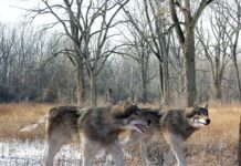 Los primeros ejemplares de lobo terrible después de 10,000 años