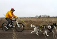 ¿Qué es el mushing urbano?
