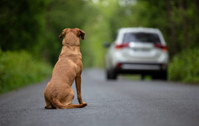 ¿Por qué los animales de compañía terminan en la calle?